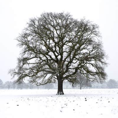 Oak tree in a blizzard in the winter inBushy park in Teddington in Middlesex in United Kingdom
