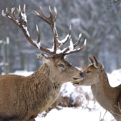 A Red Deer stag with a fresh snowfall caught on his antlers in Bushy Park near Teddington in Middlesex in the United Kingdom