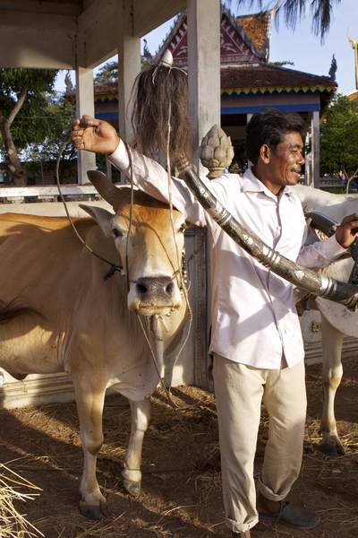 A farmer prepares his two cows to pull a wooden cart, in front of the Kampong Tralach temple in the early morning light in Cambodia
