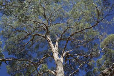 Eucalyptus tree in Flinders Chase National Park on Kangaroo Island, South Australia
