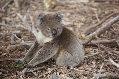 A native wild koala bear (Phascolarctos cinereus), a marsupial on the ground in Flinders Chase National Park on Kangaroo Island, South Australia