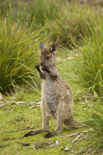 A wild Kangaroo joey grooming in Flinders Chase National Park on Kangaroo Island, South Australia