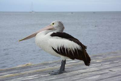 Australian pelican (Pelecanus conspicillatus) a waterbird of the family Pelecanidae, on a pontoon in Kingscote, Kangaroo Island, South Australia