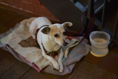A dog lying on a blanket in Central Market, Adelaide, South Australia