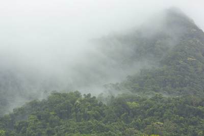 View across the canopy of the Daintree Rainforest with cloud obscuring the view, North Queensland, Australia