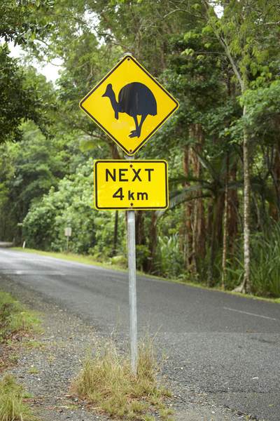 Cassowary yellow warning road sign in Daintree Rainforest, North Queensland, Australia