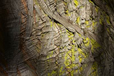 Textured bark and yellow lichen on a tree in the Sydney Botanic Garden, New South Wales in Australia