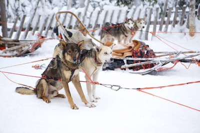 Anita’s Siberian Husky team in the Pallas-Yllästunturi National Park in Finnish Lapland during the winter in Finland