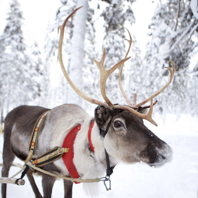 Reindeer with sleigh in the Pallas-Yllästunturi National Park in Finnish Lapland during the winter in Finland
