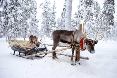 Reindeer with sleigh in the Pallas-Yllästunturi National Park in Finnish Lapland during the winter in Finland