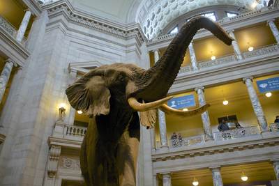 A model stuffed African elephant  (Loxodonta) in the foyer of the Smithsonian Institution National Museum of Natural History in Washington D.C. in the United States of America U.S.A USA