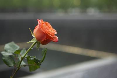 A rose for a victim of named on the National 9/ 11 Memorial in New York City commemorating the September 11, 2001 attacks, which killed 2,977 people, and the 1993 World Trade Center bombing, which killed six in Manhattan in New York City, United States of America USA U.S.A.