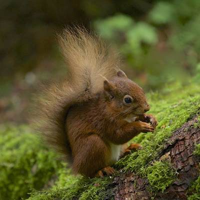 A native red squirrel (Sciurus vulgaris) rodent on a mossy tree in Kielder Water and Forest Park in Northumberland, England in United Kingdom Europe
