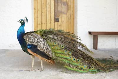 A colourful peacock (Pavo cristatus) or Indian blue peafowl walks in front of a wooden door on Rottnest Island, near Perth in Western Australia