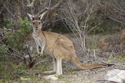 A wild kangaroo joey in the Pinnacles in Nambung National Park in Western Australia