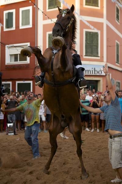 Black stallions with professional riders practice walking on their hind legs to take part in the horse festival 'Festival of St Nicholas' in the little town of Es Mercadal in Menorca, part of the Balearics in Spain Europe 