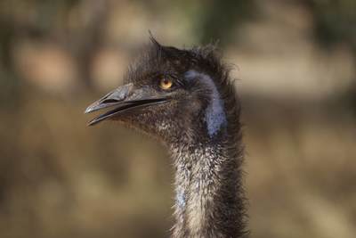 Emu (Dromaius novaehollandiae) head,  second-largest living bird by height, endemic to Australia in Exmouth, North West Australia