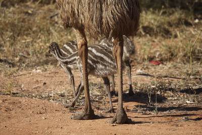 Emu (Dromaius novaehollandiae) and stripy young chicks,  second-largest living bird by height, endemic to Australia walking along a dirt track in Exmouth, North West Australia