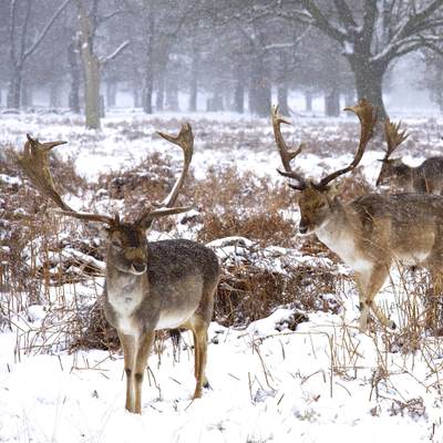 Fallow deer stags (Dama dama) in a snow blizzard in Bushy Park, Teddington in Middlesex in United Kingdom