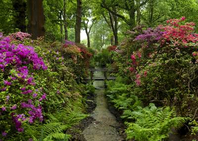 The Isabella Plantation in the spring with azaleas and Rhododendrons in flower in Richmond Park in the London Borough of Richmond in the United Kingdom