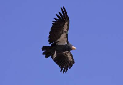Condor '0' (Gymnogyps californianus)- one of only 395 Californian Condors and one of only 195 in the wild, flying wild over the South Rim of the Grand Canyon in Arizona  in the United States of America, USA U.S.A.