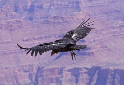 Condor '4' (Gymnogyps californianus)- one of only 395 Californian Condors and one of only 195 in the wild, flying wild over the South Rim of the Grand Canyon in Arizona  in the United States of America, USA U.S.A.