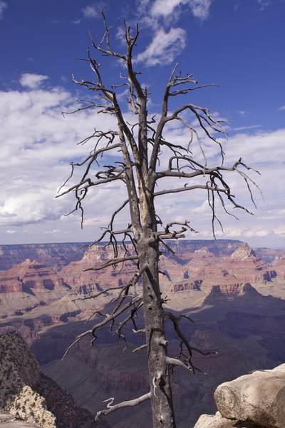 The remains of a tree on the rim of the Grand Canyon with the canyon beyond South Rim of the Grand Canyon in Arizona  in the United States of America, USA U.S.A.