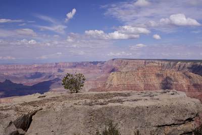 A lone fir tree survives on the edge of the rim of the Grand Canyon South Rim of the Grand Canyon in Arizona  in the United States of America, USA U.S.A.