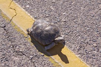Desert Tortoise (Gopherus agassizii) native to the Mojave desert on the 'Old Spanish Trail' leading through the Mojave Desert towards Death Valley in California in the United States of America U.S.A USA