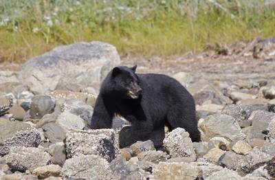 Large Black Bear (Ursus americanus) foraging for crabs and barnacles on the shoreline with grass and shrubs behind near Tofino on Vancouver Island in British Columbia in Canada in North America