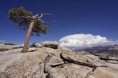 Another Jeffrey Pine (Pinus jeffreyi) at the summit of Sentinel Dome with the peaks of the East of Yosemite National Park in the distance in Yosemite National Park in California in the United States of America in the USA U.S.A.