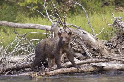 Three year-old Grizzly Bear (Ursus arctos) cub with very large claws balances on fallen trees to catch salmon on the edge of the Atnarko River in Tweedsmuir Provincial park in British Columbia in Canada in North America