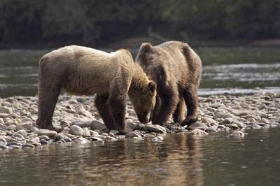 Two Grizzly Bear (Ursus arctos) cubs share salmon on rounded pebbles of the shore of the Atnarko River in Tweedsmuir Provincial park in British Columbia in Canada in North America
