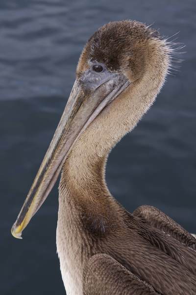 Head of a Brown Pelican (Pelicanus occidentalis) at Monterey in California in the United States of America USA U.S.A.