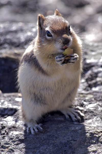 Golden mantled Ground Squirrel eating apple on a rocky outcrop on Whistlers Mountain in Banff National Park in Alberta in Canada in North America