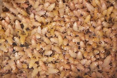 A mass of albino frogs for sale as food for larger fish, on sale in the Goldfish Market on Bute Street and Tung Choi Street in Kowloon in Hong Kong