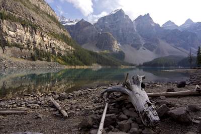 The green waters of Moraine Lake reflect the snowcapped mountains behind, covered on the lower slopes by fir and pine trees, with a stony shore with drift wood trunks washed up in Banff National Park in Alberta in Canada in North America