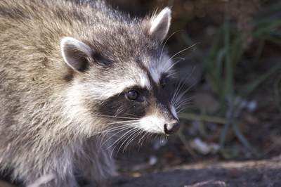 A black, grey and white raccoon (Procyon lotor) in Stanley Park in Vancouver, British Columbia in Canada North America