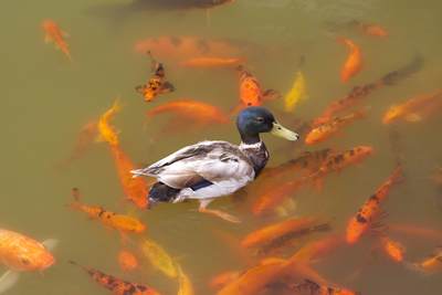 A mallard duck swims above the Koi carp in the Chinese lake at 'Buddha Eden' a 'Garden of Peace' designed and conceived by Comendador José Berardo, and built next to a vineyard near the town of Bombarral in Obidos, Portugal Europe