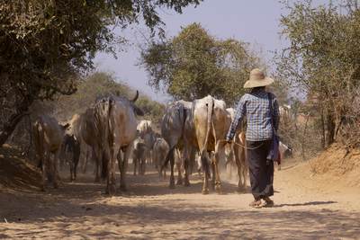 A man wearing the traditional 'Longyi' (a.k.a. Longhi) herds cattle and goats along a dirt track in Bagan in Myanmar (Burma)