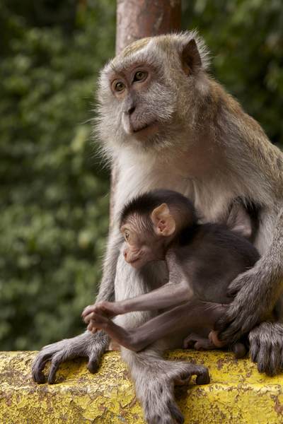 Long tailed Macaque with baby (Macaca fascicularis) on the stairs leading to the Batu Caves in Greater Kuala Lumpur in Malaysia