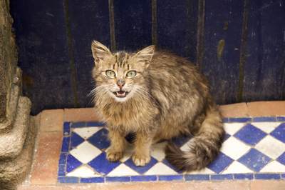 Feral kitten begging for food on a blue and white tiled doorstep to a house in the Medina of Essaouira in Morocco in Africa