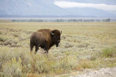 American bison (Bison bison) - a native species to North America -  on the plains of the Grand Tetons National Park in Grand Teton National Park in Wyoming in the United States of America USA U.S.A.
