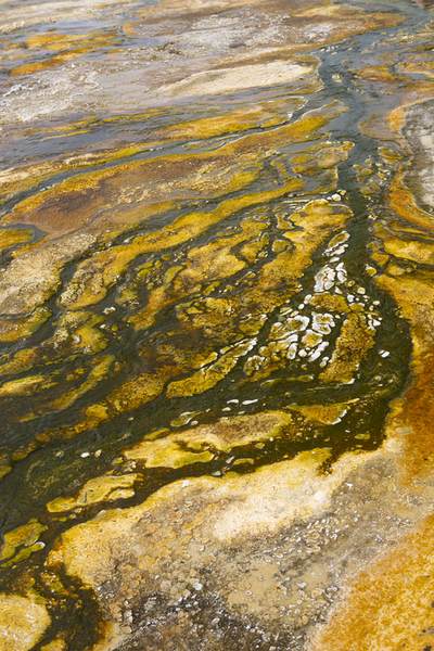 A brightly coloured stream of hot water from Heart Spring, coloured green and yellow by heat adapted algae and thermophiles (hyperthermophilic bacteria tolerant to high temperatures and extreme acidic or alkaline environments) in Yellowstone National Park in Wyoming in the United States of America USA U.S.A.