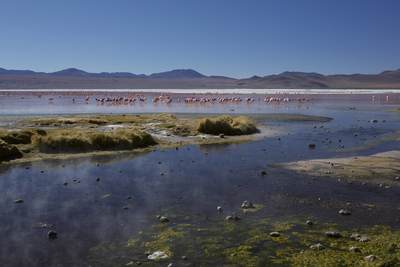 View across the pink/red water of Laguna Colorado (Red Lagoon) - a shallow salt lake in the altiplano of Bolivia, within Eduardo Avaroa Andean Fauna National Reserve, with James's flamingos feeding in the water in South America