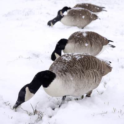 Canada Geese (Branta canadensis) in a blizzard of snow on the Thames tow path near Richmond in the London Borough of Richmond in United Kingdom
