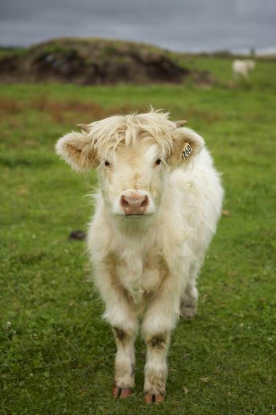 An inquisitive Highland calf on a farm on Île d'Orléans, Quebec Province, Canada, North America