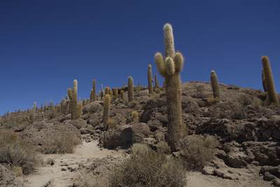 Isla Incahuasi (Inkawasi,  Inka Wasi) - a rocky outcrop of land and a former island in the middle of the Salar de Uyuni on which very large cacti (Trichocereus pasacana) grow in Bolivia in South America