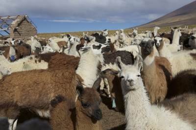 A pen of llamas (Lama glama) behind the hotel in San Pedro de Quemez near Salar de Uyuni in Bolivia in South America