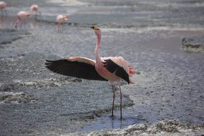 James's flamingo (Phoenicoparrus jamesi), also known as the puna flamingo,  named after Harry Berkeley James, a British naturalist - a species of flamingo that only lives at the high altitudes of Andean plateaus in Peru, Chile, Bolivia and Argentina, South America